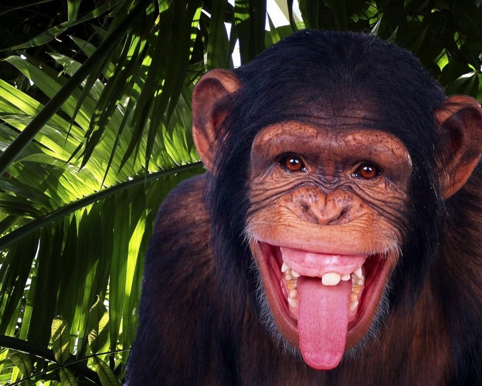 Макака сирапука