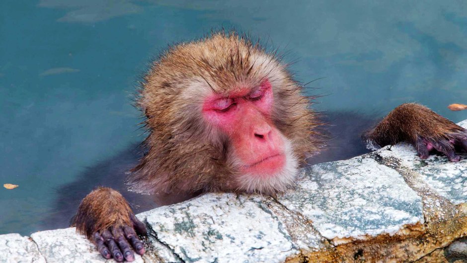 Обезьяна с факом