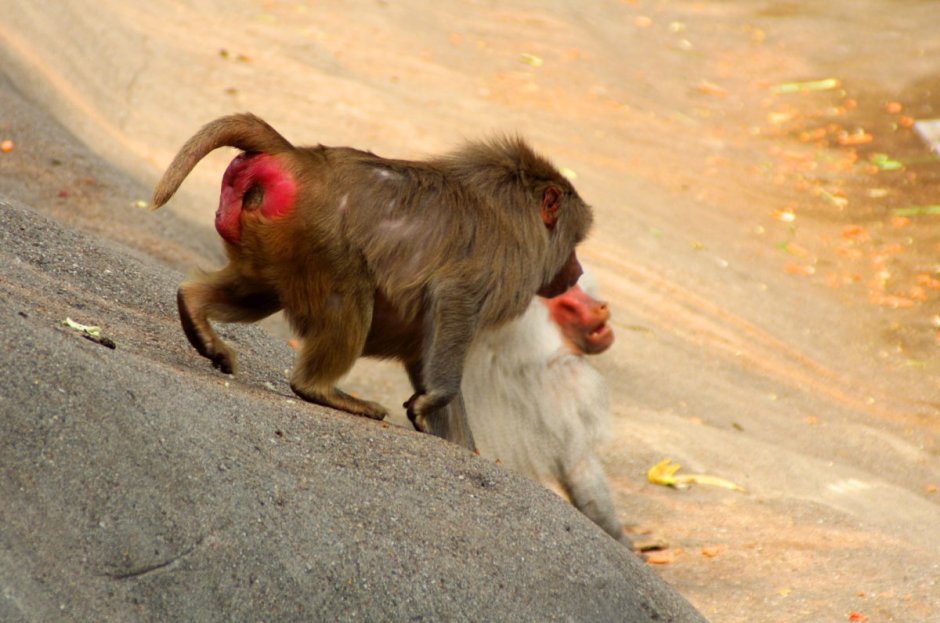Макаки с красными попами