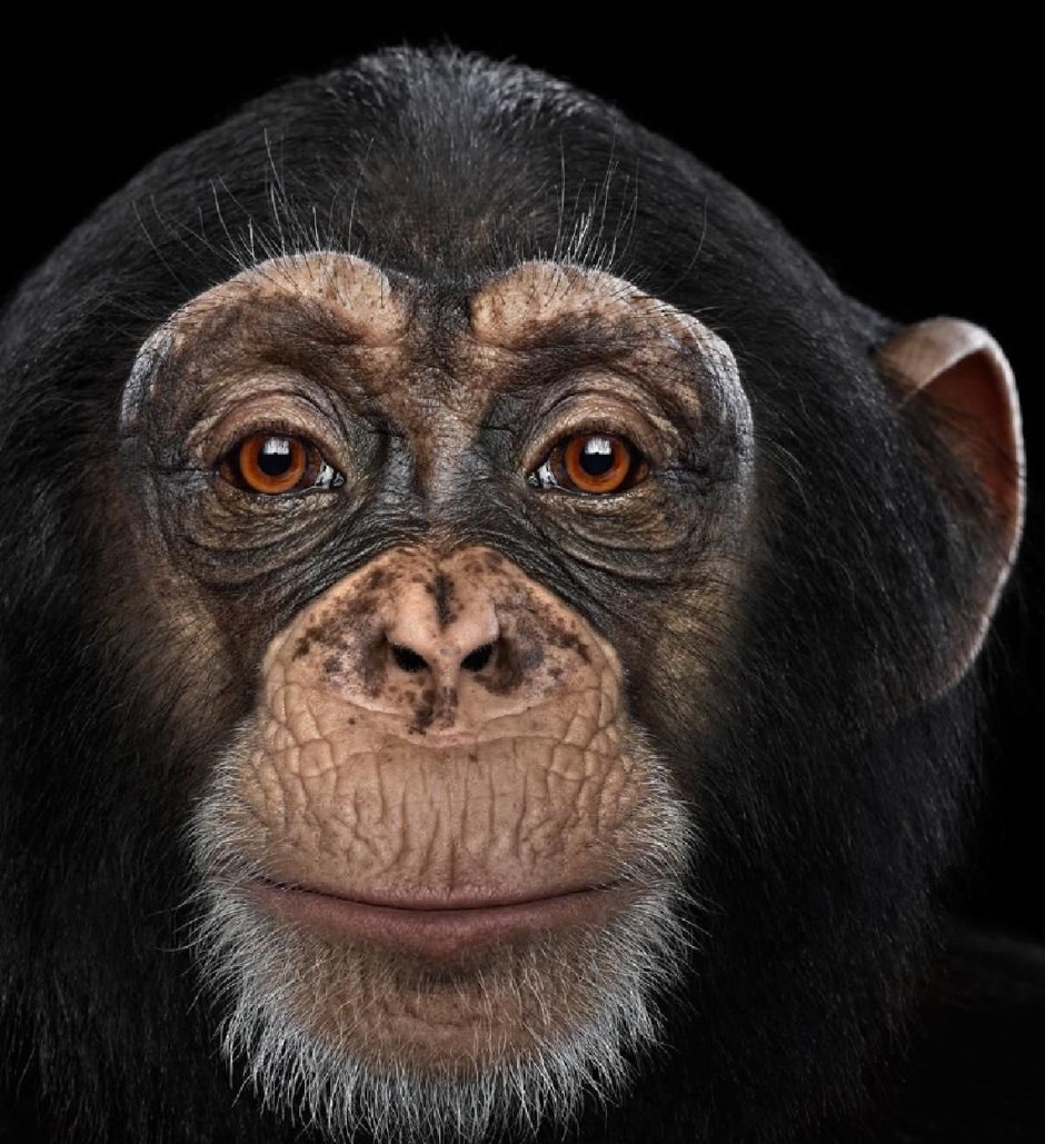 Морда обезьяны