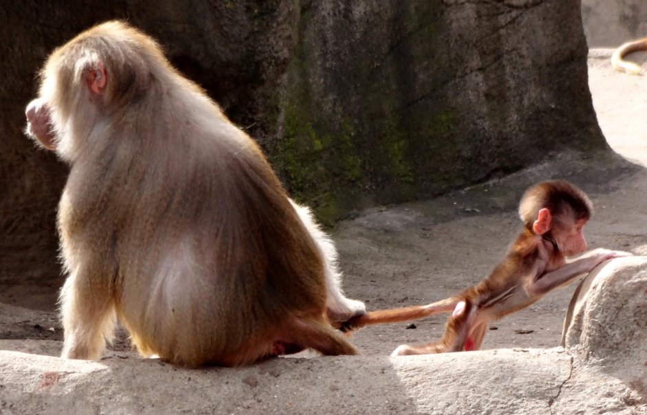 Макака сирапука из зарослей бамбука