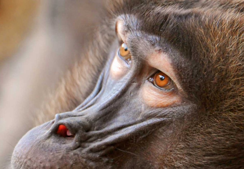 Кунац меймун