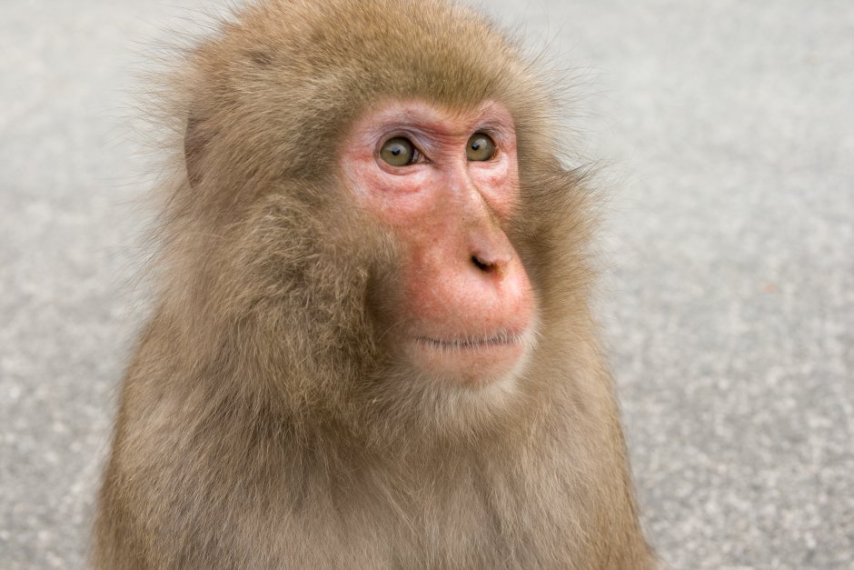 Волосатая макака