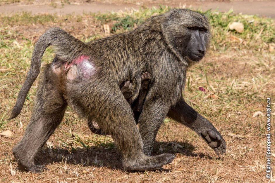 Макака сирапука