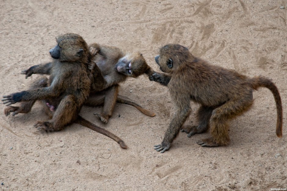 Голубоглазая обезьяна
