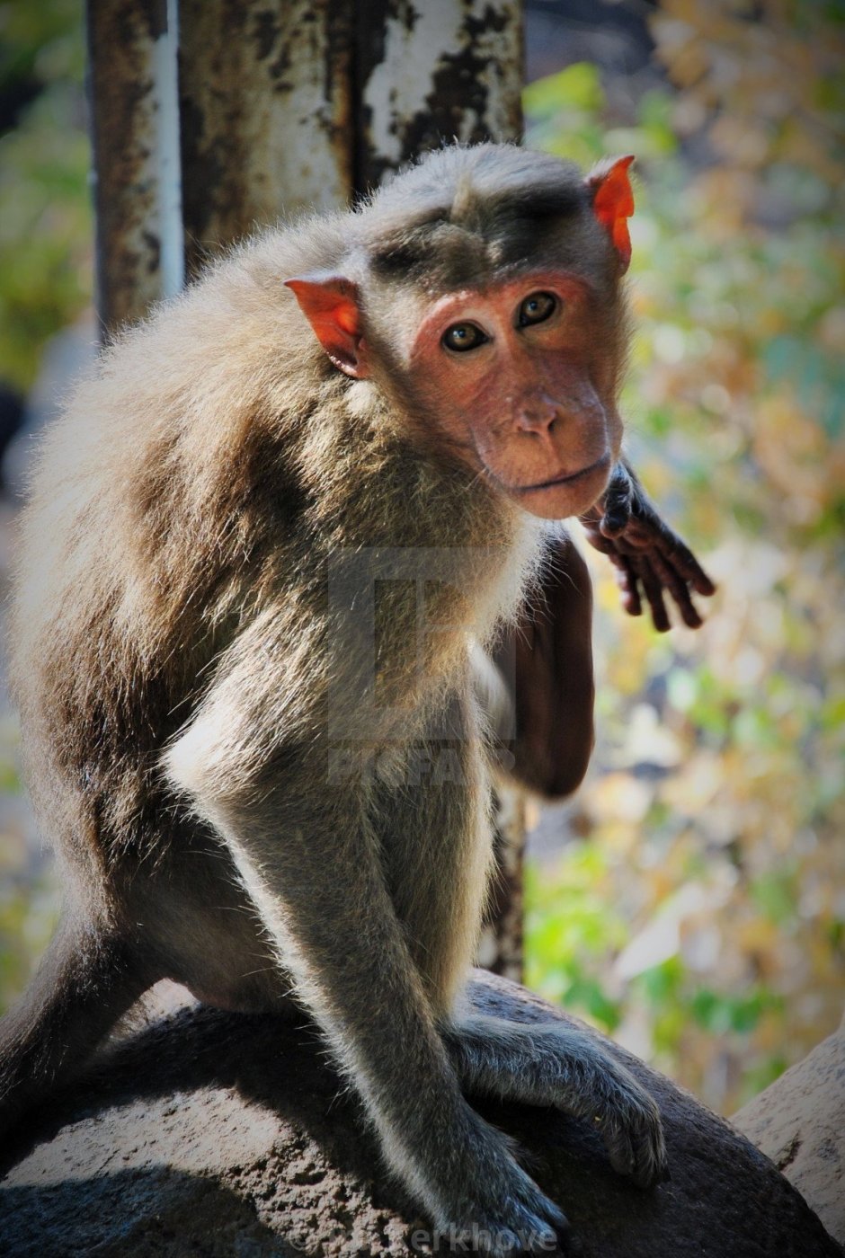 Макаки в горячих источниках в Японии
