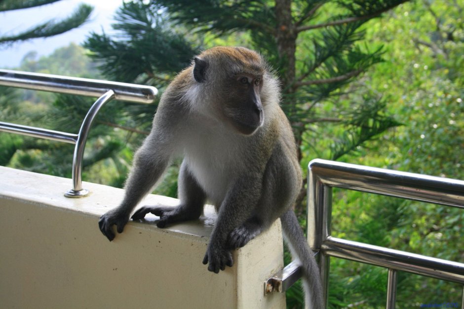 Японские макаки летом