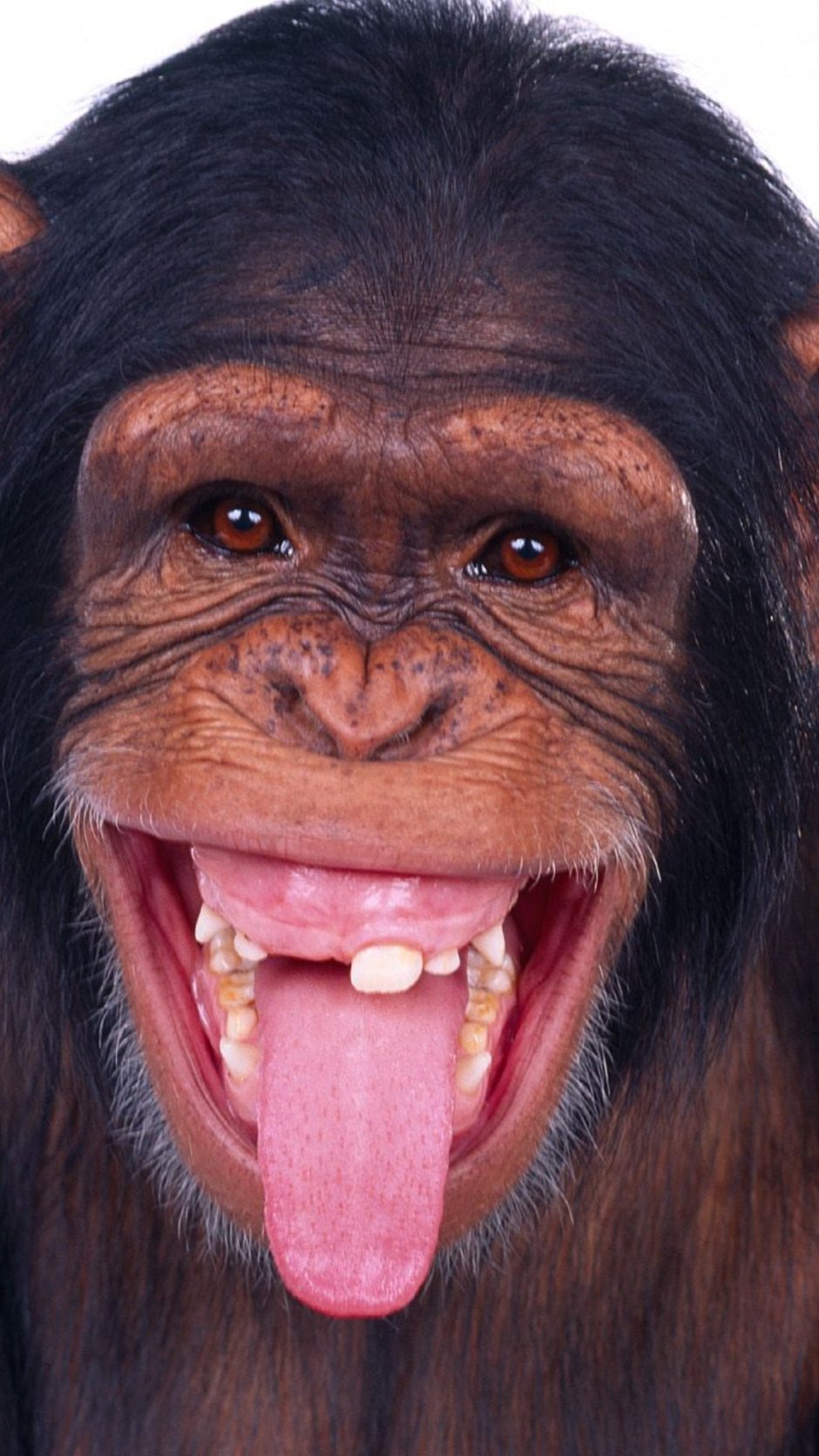 Японский макак