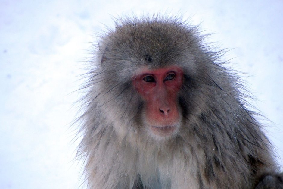 Седая макака