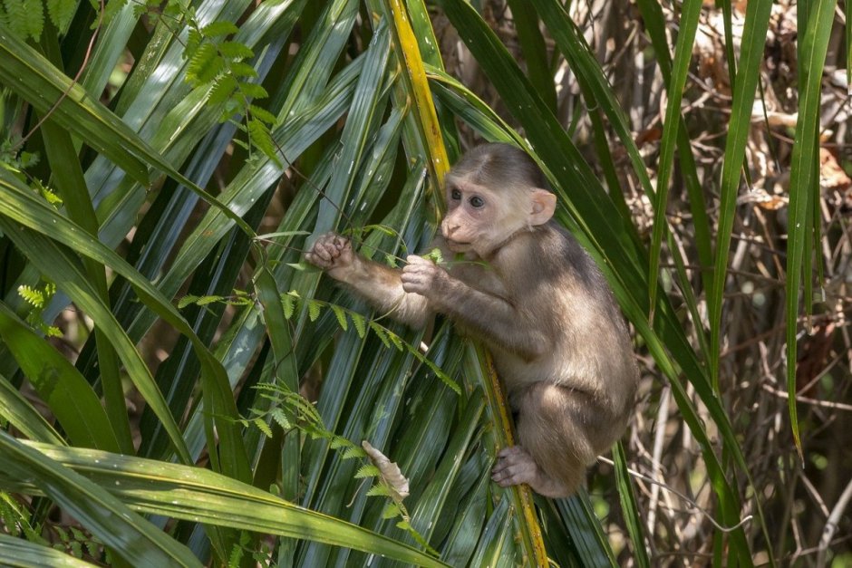 Macaca arctoides