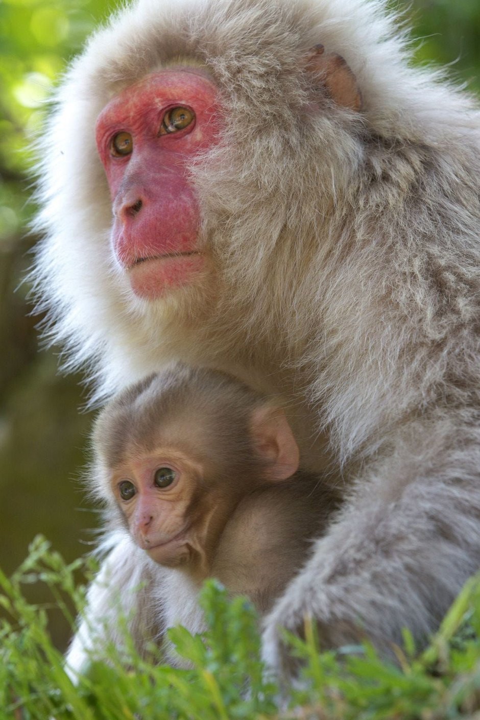 Красномордая макакк