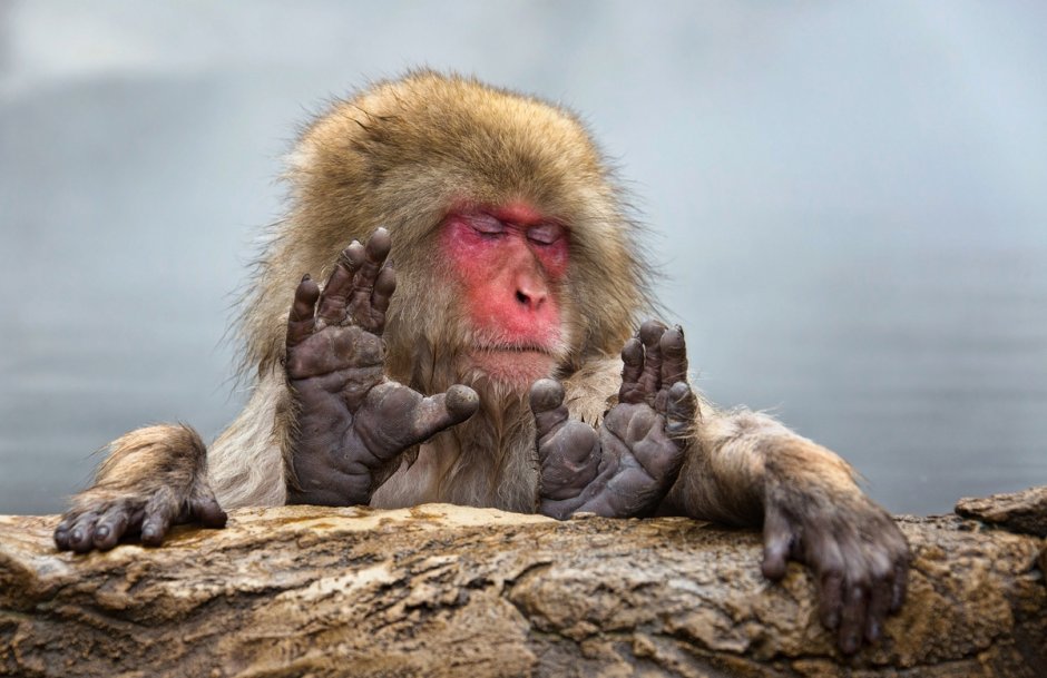 Макака сирапука