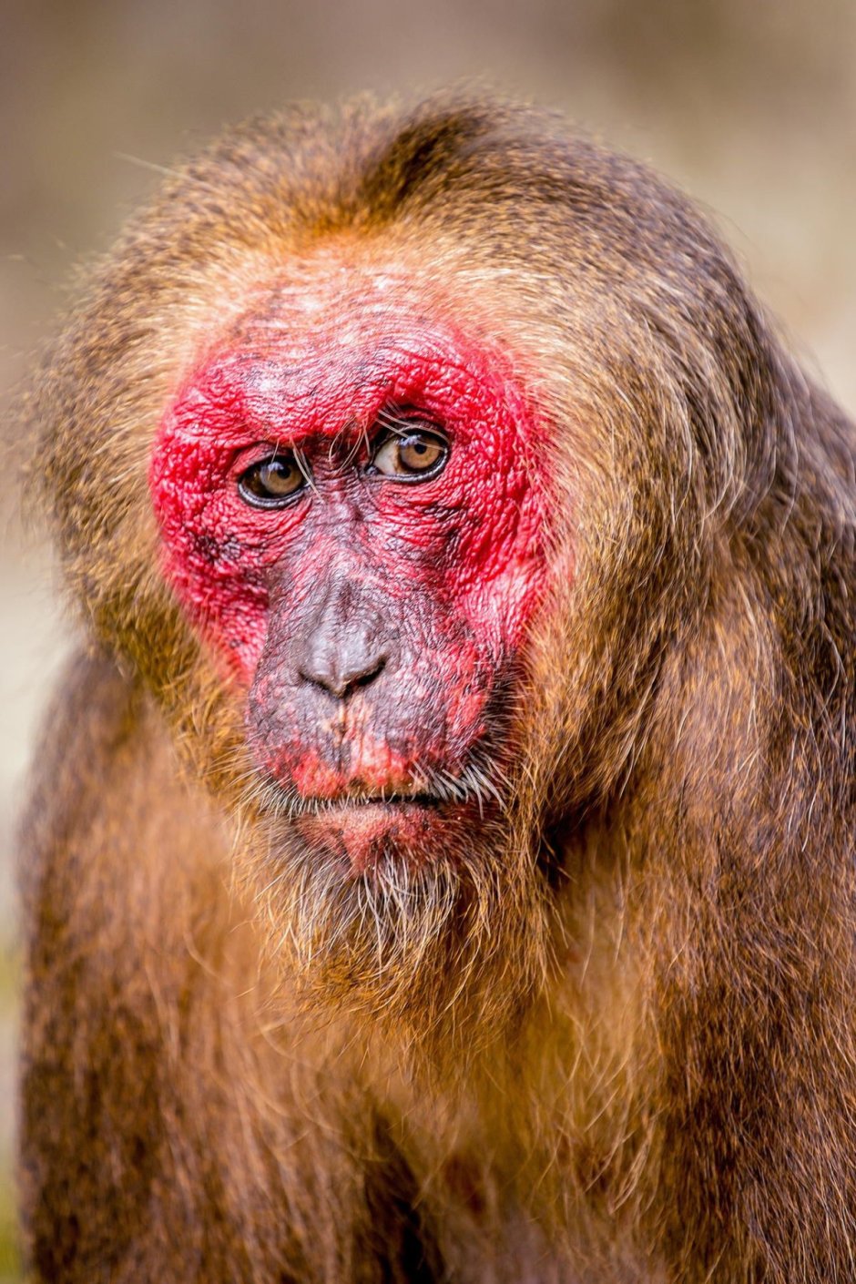 Макака резус