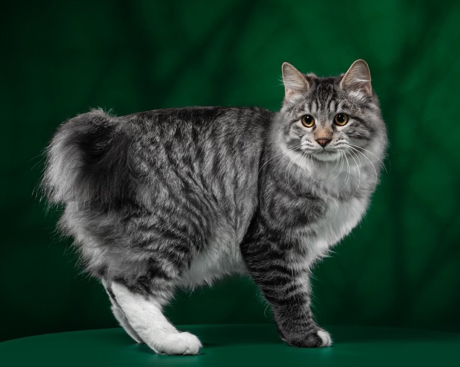 Бобтейл Курильский кот короткошерстный