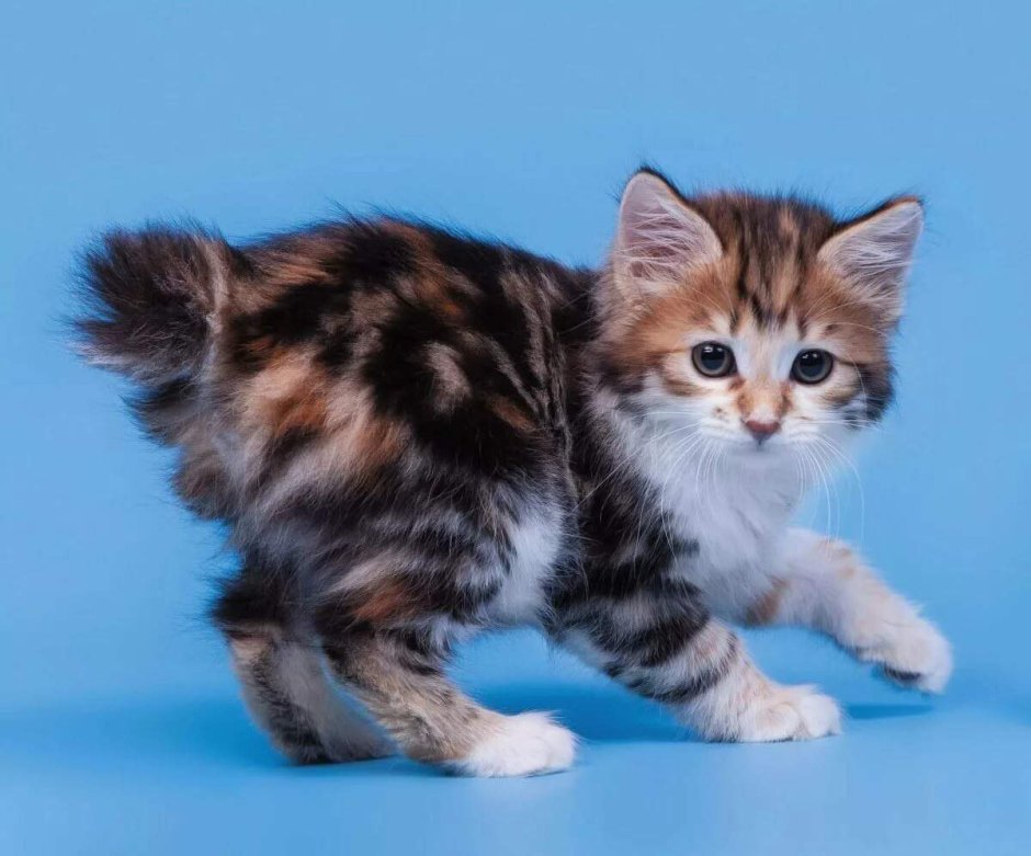 Кот бобтейл Северное