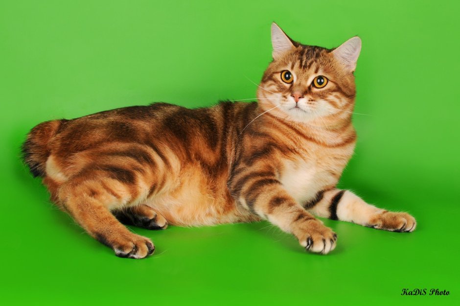 Курильский бобтейл цена котенка