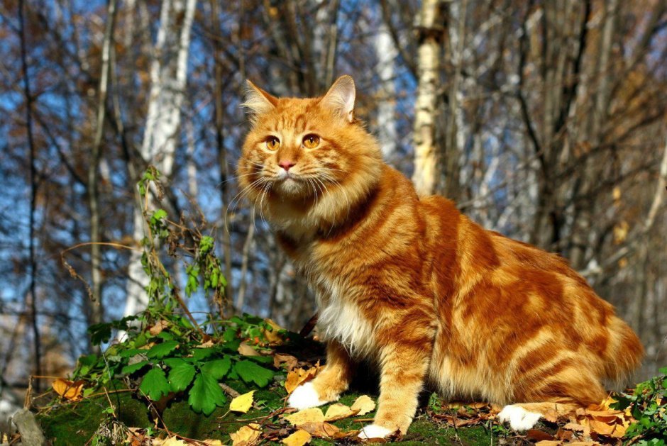 Американский бобтейл кошки