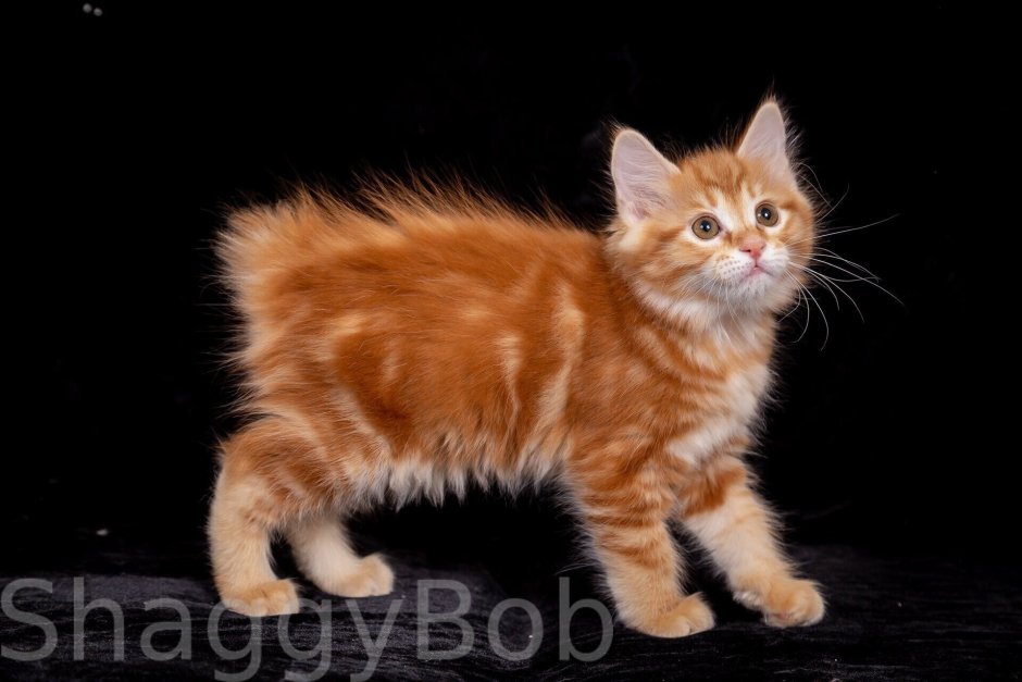 Бобтейл Курильский кот короткошерстный