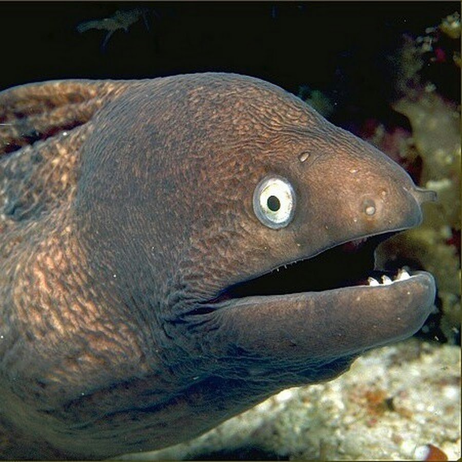 Мурена и угорь