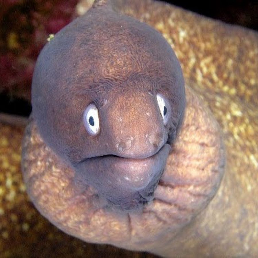 Мурена рыба