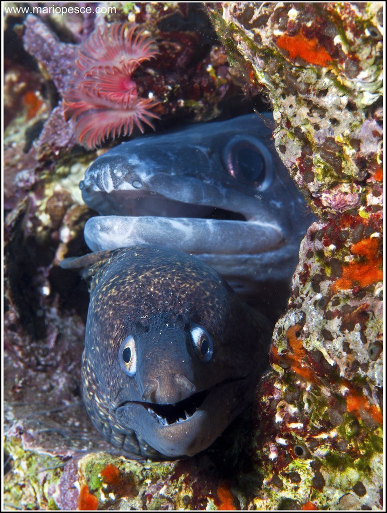 Мурена и угорь разница