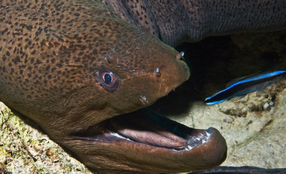 Зеленая мурена видео