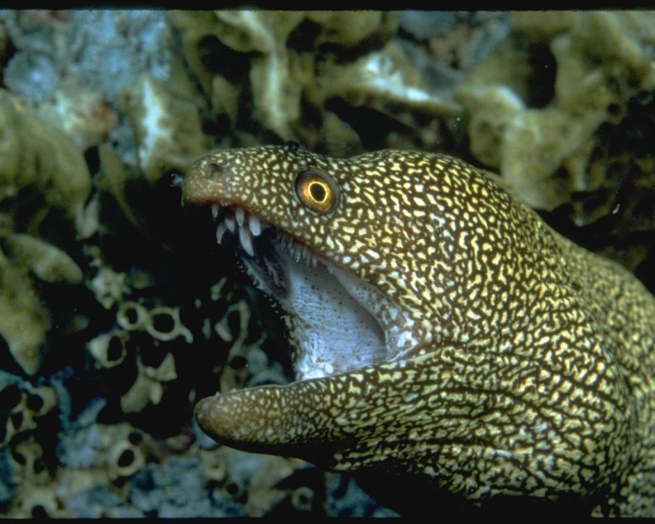 Мурена и электрический угорь