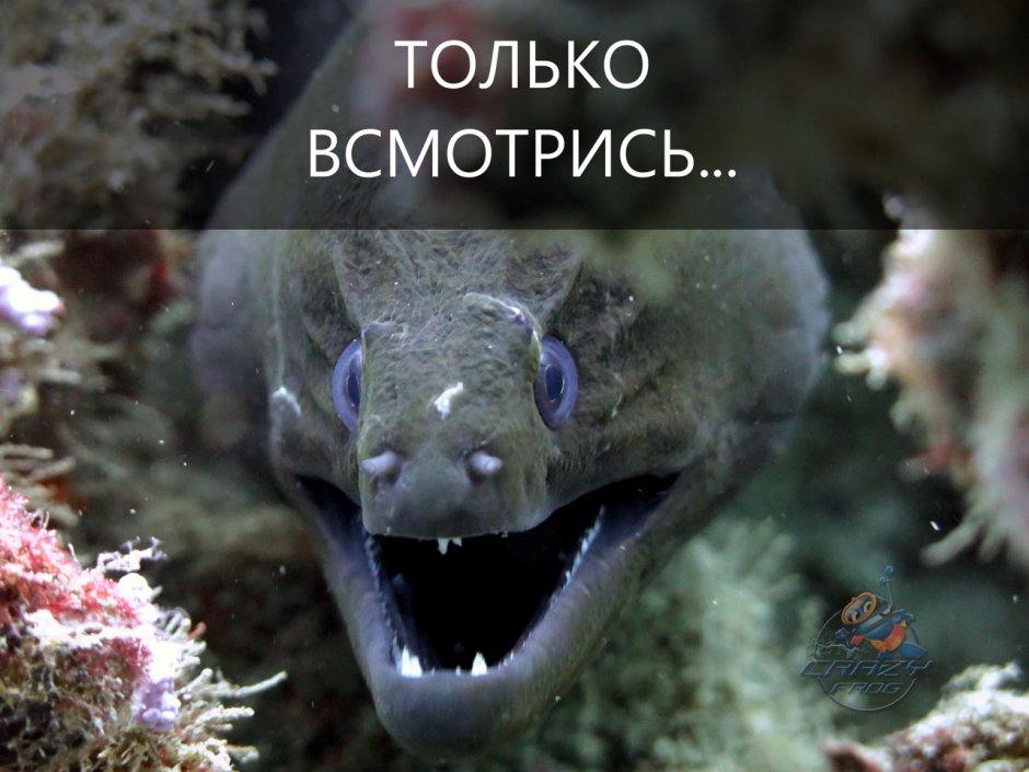 Мурена Дальневосточная