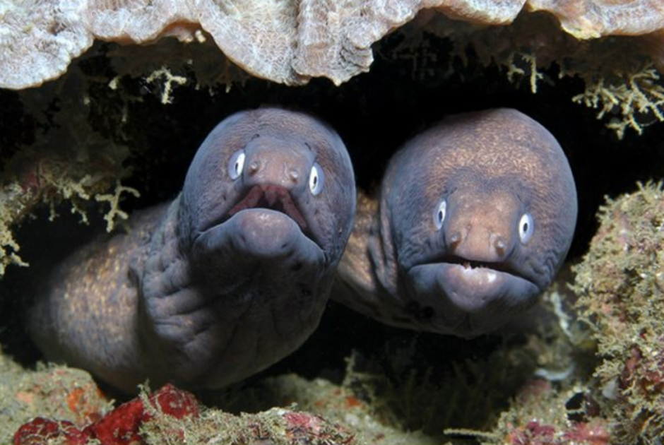 Мурена и угорь