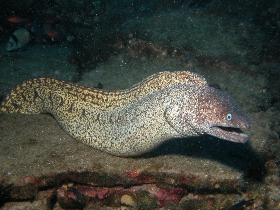 Морская змея мурена