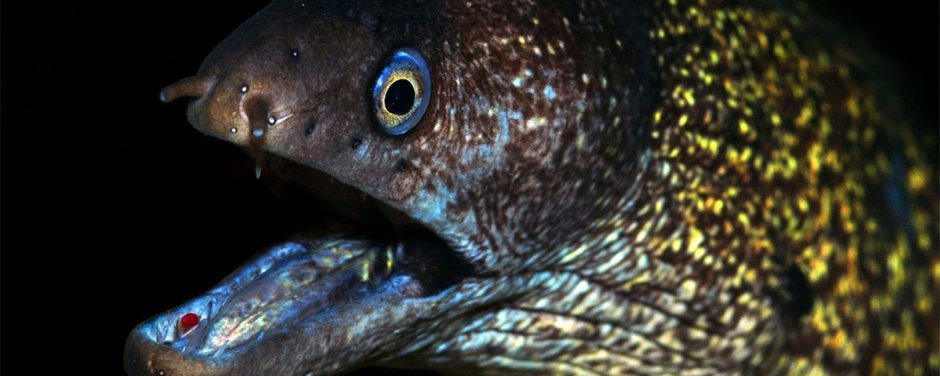 Иглобрюх амазонский