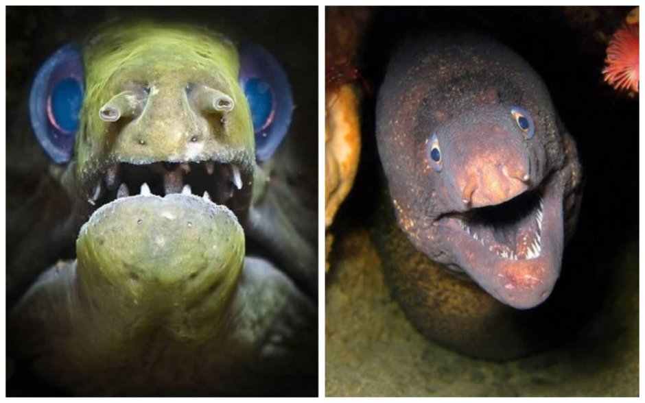 Мурены необычные факты интересные