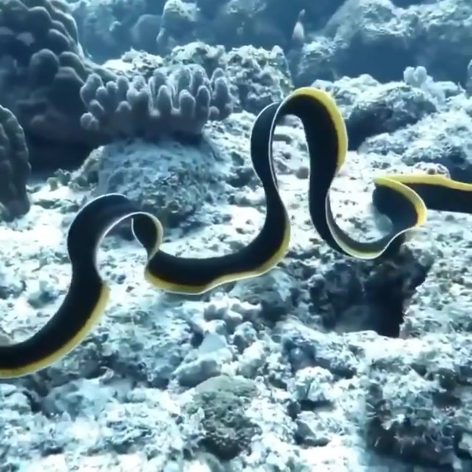 Мурены и морские угри