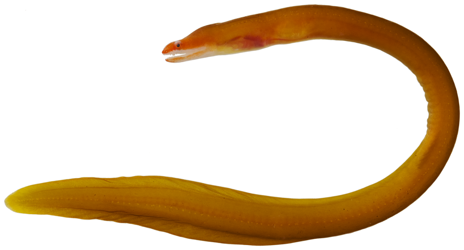 Мурены и морские угри