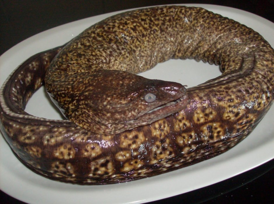 Мурена встречается в большом барьерном рифе