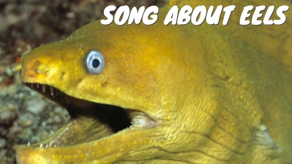 Мурена и электрический угорь