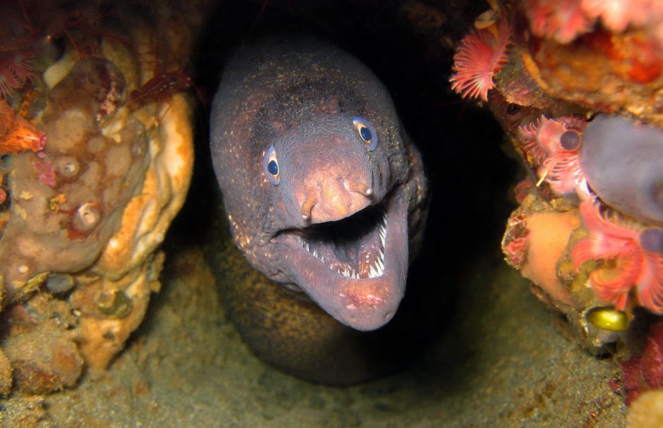 Рыба мурена и угорь