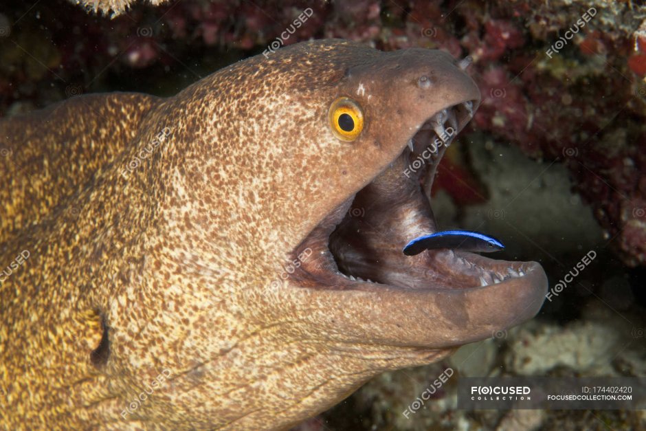 Американский угорь