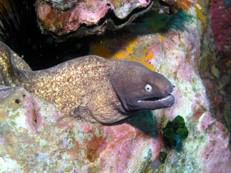 Губан чистильщик цветной