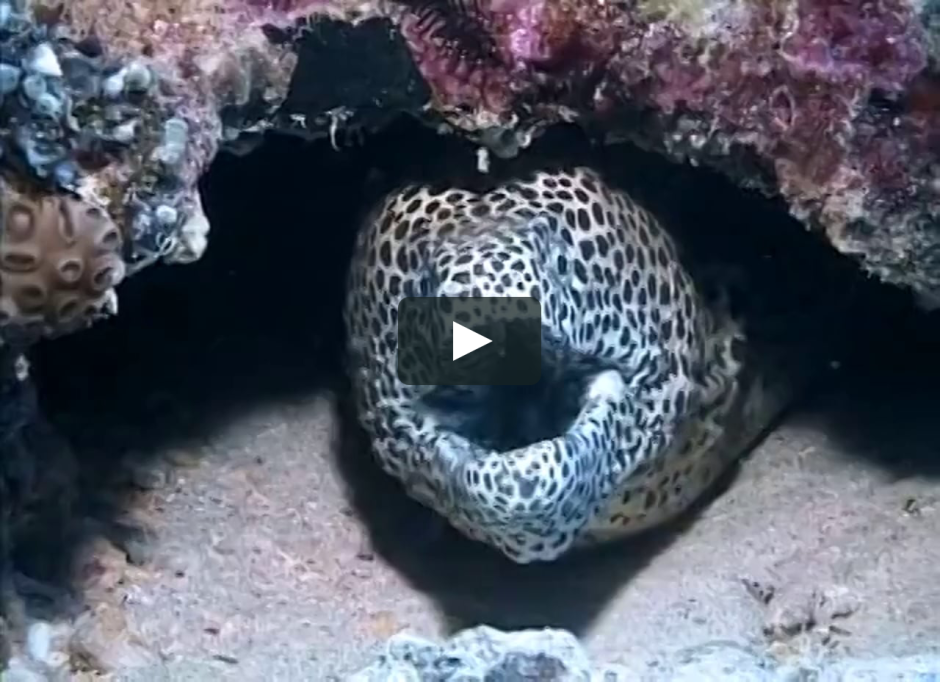 Мурена Карибское море