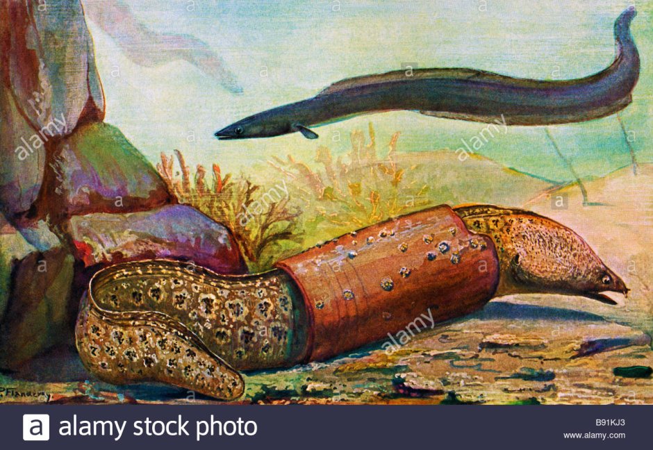 Гамбургский угорь