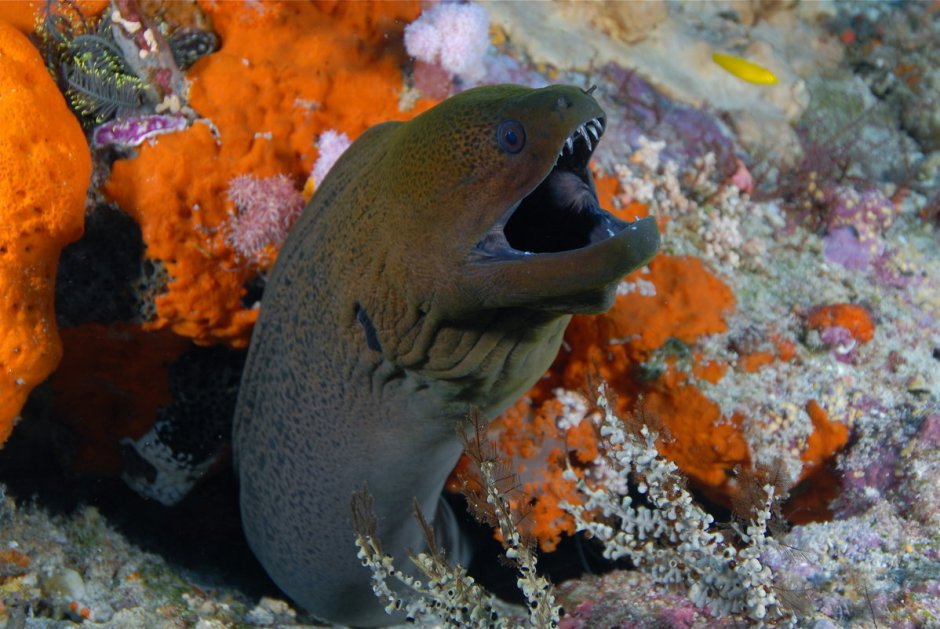 Угорь мурена Египет