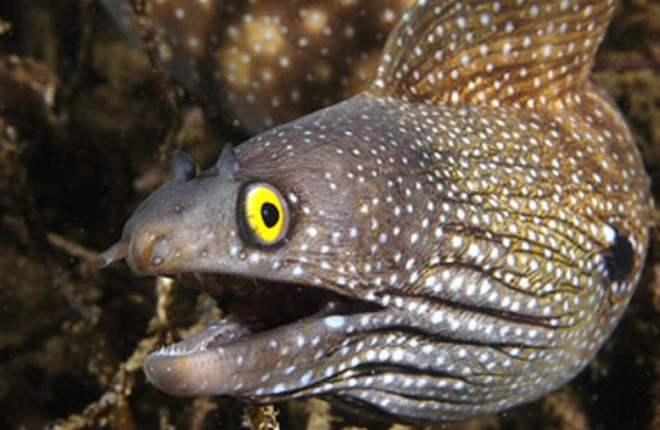 Глаза цвета мурены