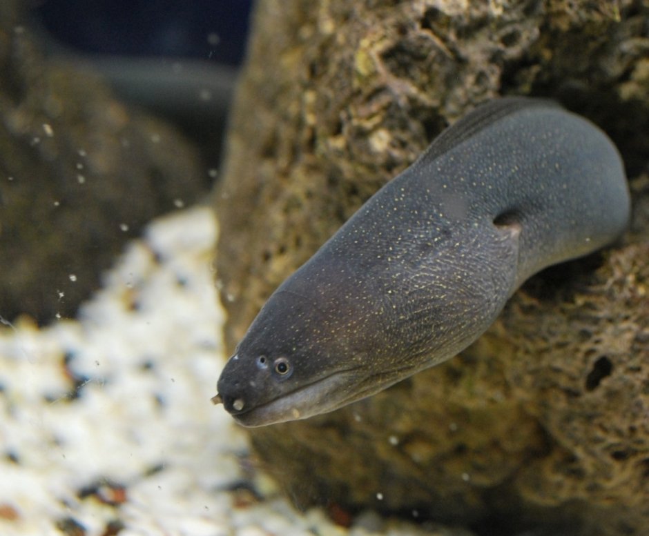 Мурена и электрический угорь