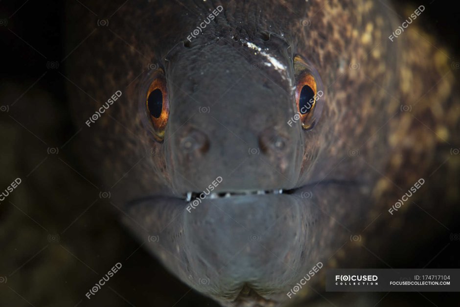 Голова рыбы угря