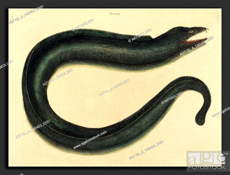 Мурена пошутила