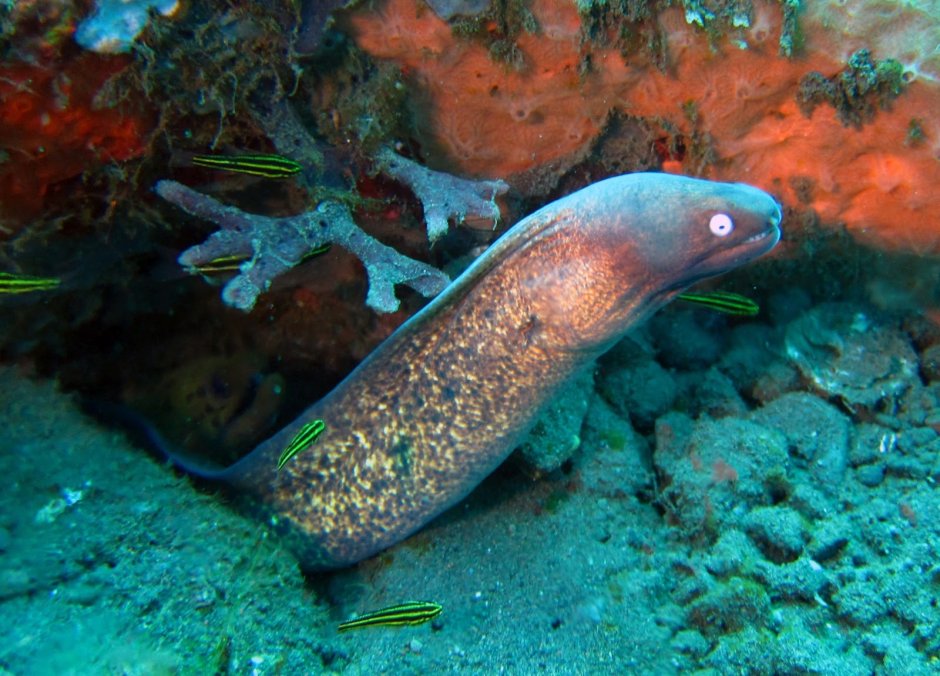 Мурена две пары челюстей