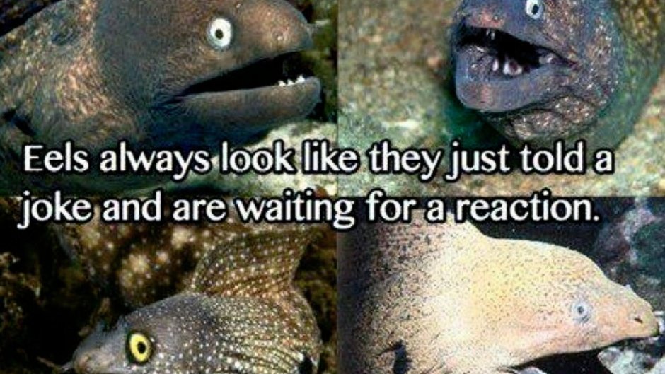 Мурены деликатес