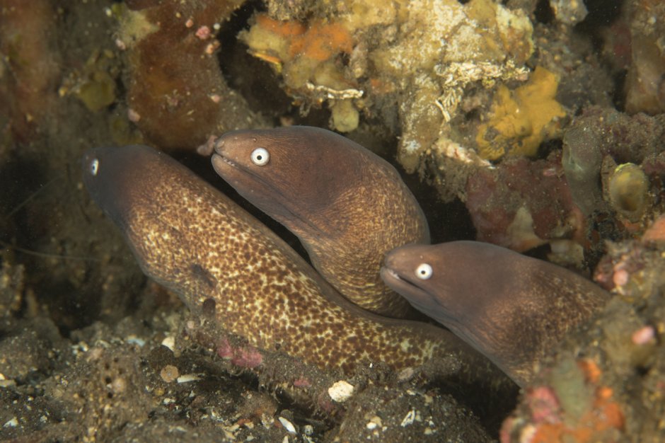 Мурена и угорь отличие