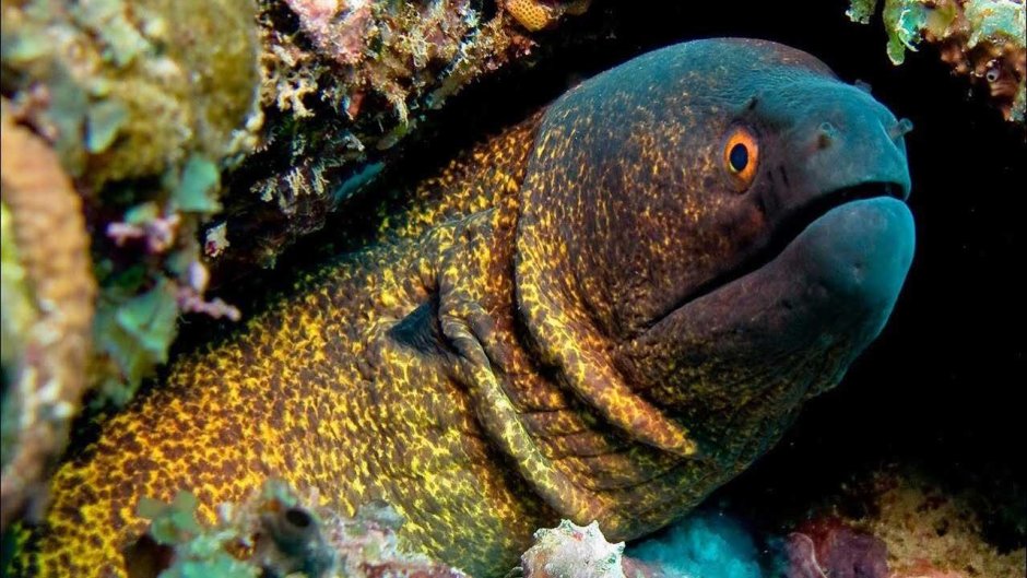 Мурена картинки без фона